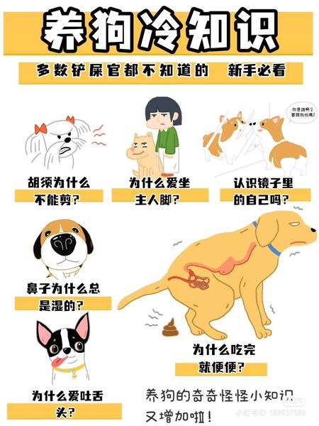 【 新手铲屎官必看🧐6个养狗冷知识🐕‍🦺 】